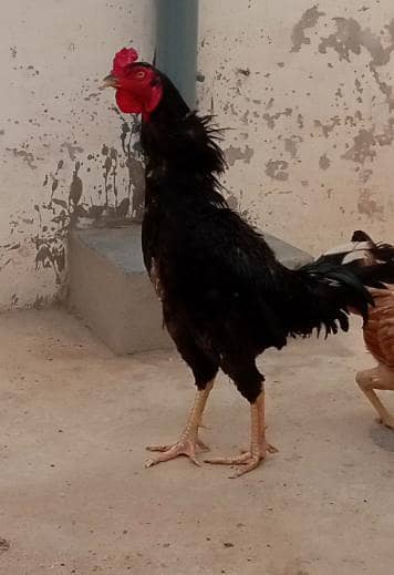 healthy murga ha ghar ka emergency sale krna ha