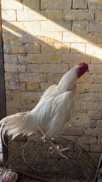 Aseel Heera Breeder