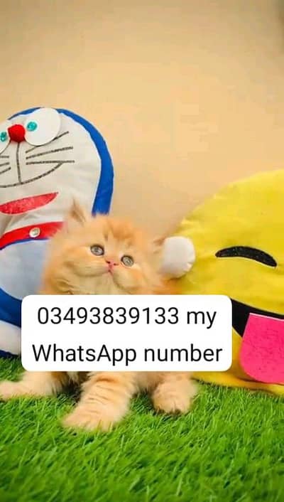 Persian cat 2 month age vaccinated