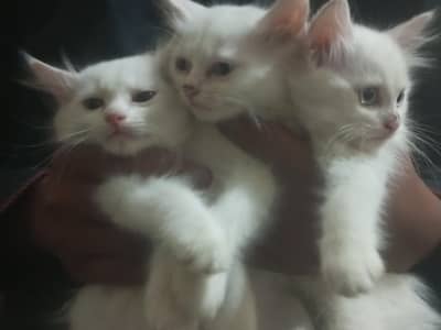 3 Persian cats per cat 10000