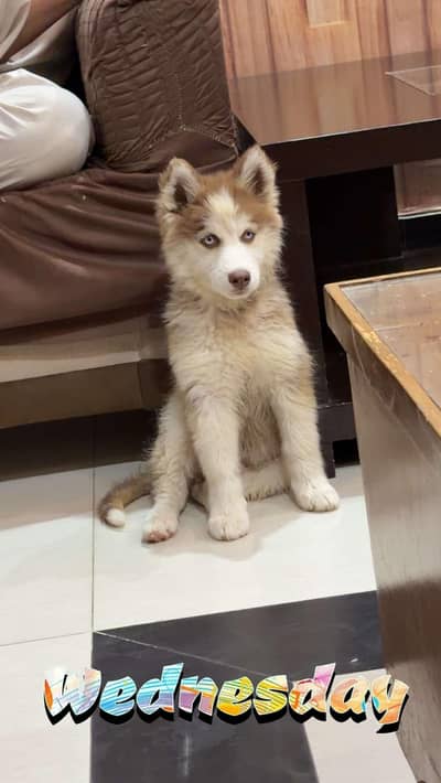 wolly coat male sibren husky male wolly coat