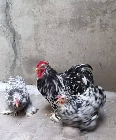 molted bantam egges
