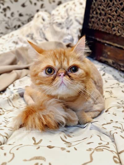 peki extream face cat very beautiful lion cutting trimming