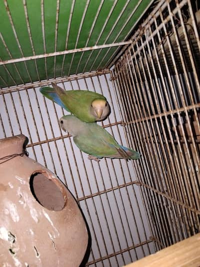 Breeding pair of lotino and love birds