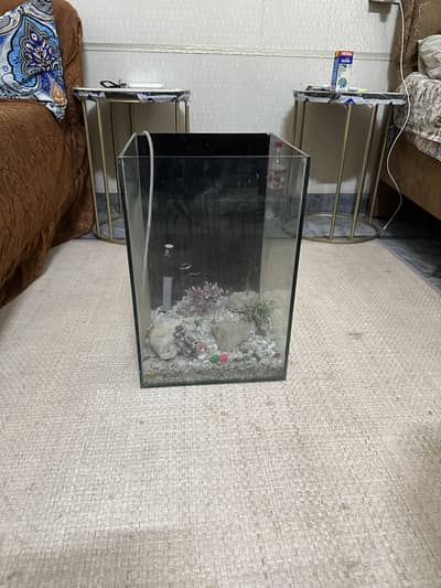 fish aquarium