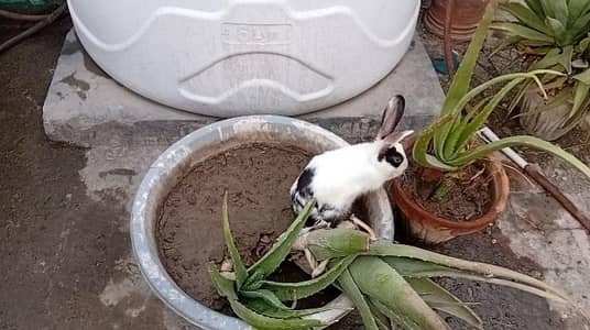 Desi male rabbit for sale