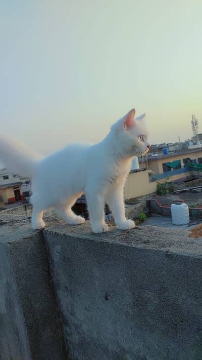 Persian cat triple coat
