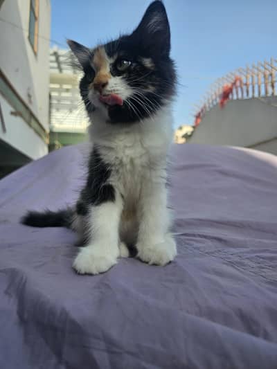 male n female available