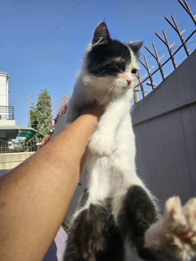 male kitten punch face