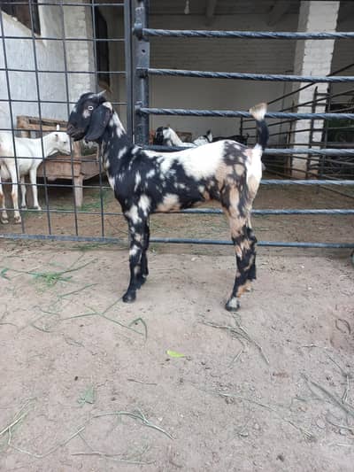 Beetal & Teddi Goats