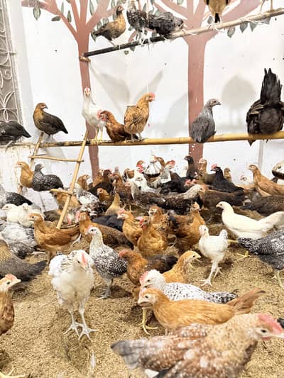 Golden misri desi Pathay pathiyan hens chuzay