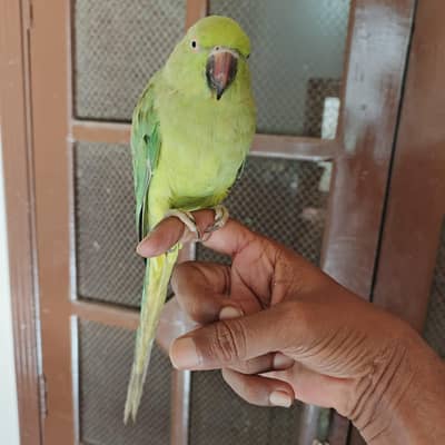 Hand tamed ring neck with cage, can speak