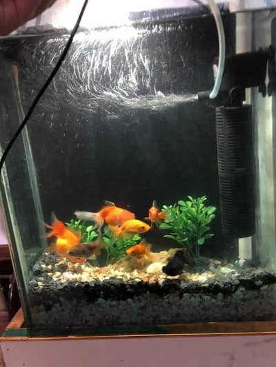 beautiful guppies Molly plateties and more fishe aquarium for sale