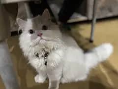 Persian male cat