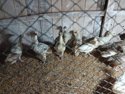 peacocks chicks for sale age 3month