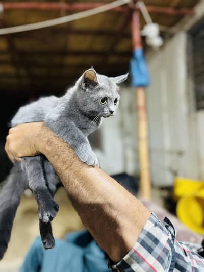 british shorthair | british longhair
