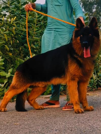 German Shepherd loan coat dog male age 7month for sale