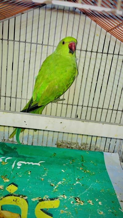 Green parrot