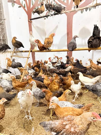 Golden Misri Pathay Pathiyan hens