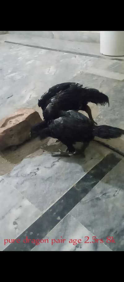 dragon aseel chicks Pakistani aseel Thai barmi
