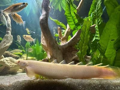 albino Senegal bicher