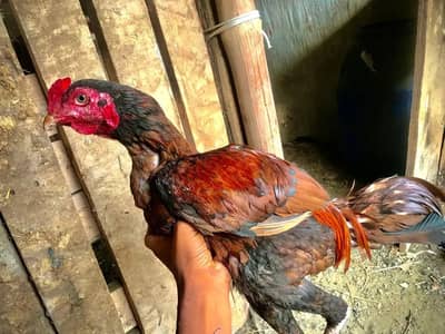 aseel miawali breed