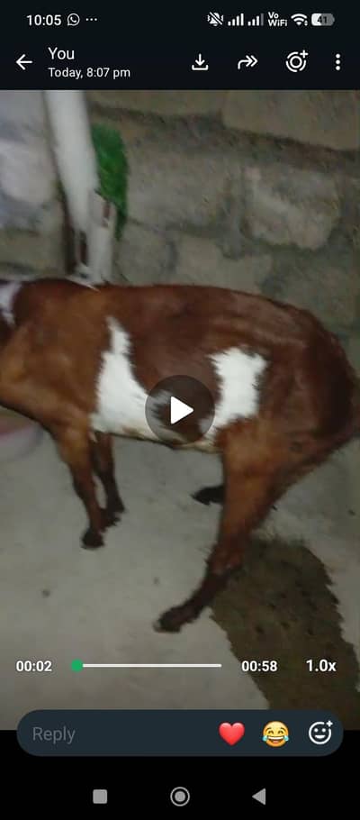 اہم اطلاع: تلاشِ گمشدہ (بکریاں