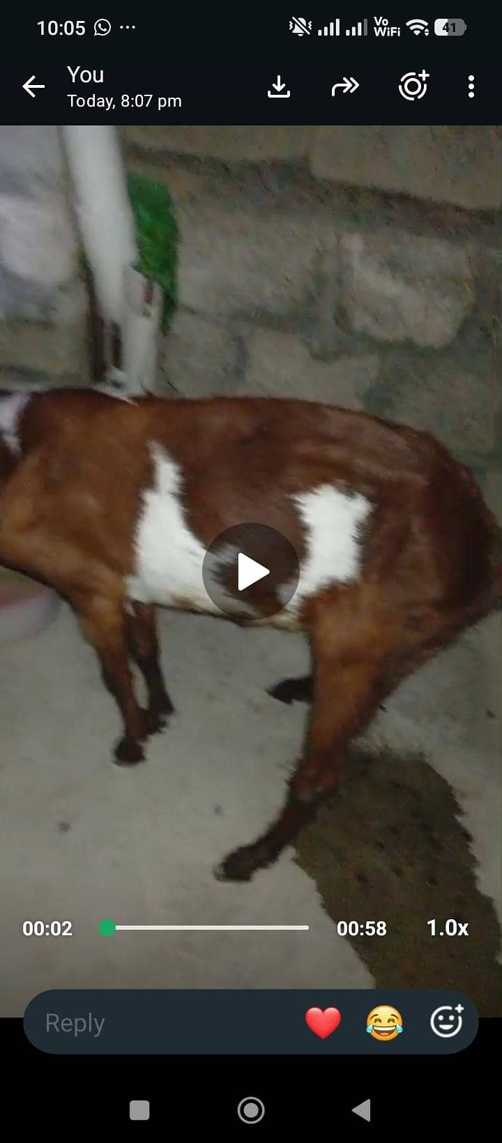 اہم اطلاع: تلاشِ گمشدہ (بکریاں 0