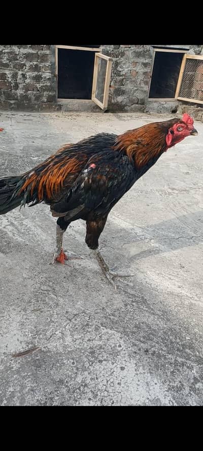 ولایتی مرغا. کنگ شامو بچے۔ گلوا پٹھا