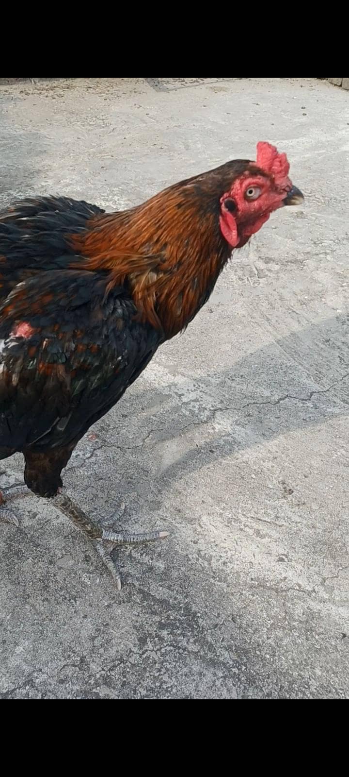 ولایتی مرغا. کنگ شامو بچے۔ گلوا پٹھا 1