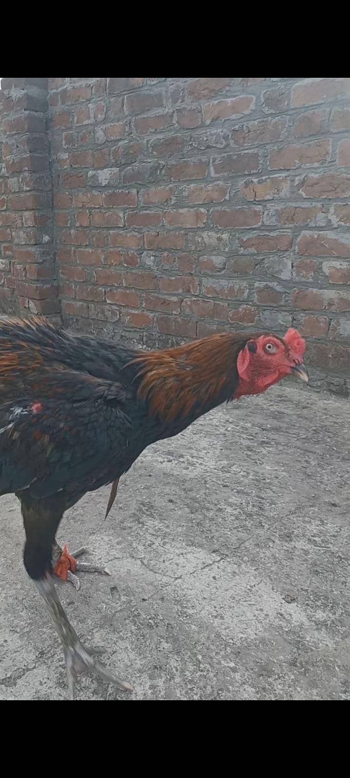 ولایتی مرغا. کنگ شامو بچے۔ گلوا پٹھا 2