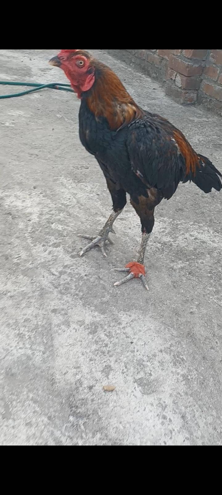 ولایتی مرغا. کنگ شامو بچے۔ گلوا پٹھا 3
