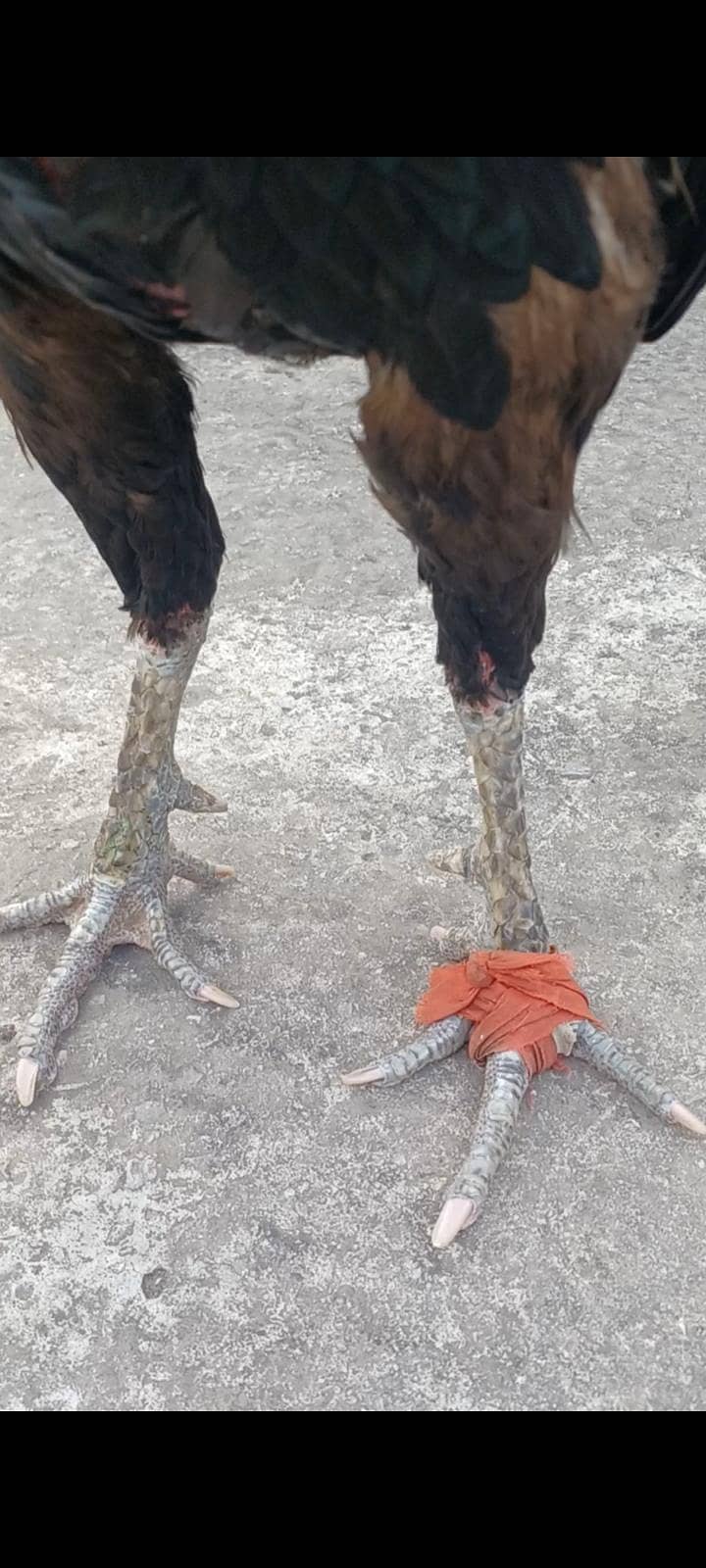 ولایتی مرغا. کنگ شامو بچے۔ گلوا پٹھا 4