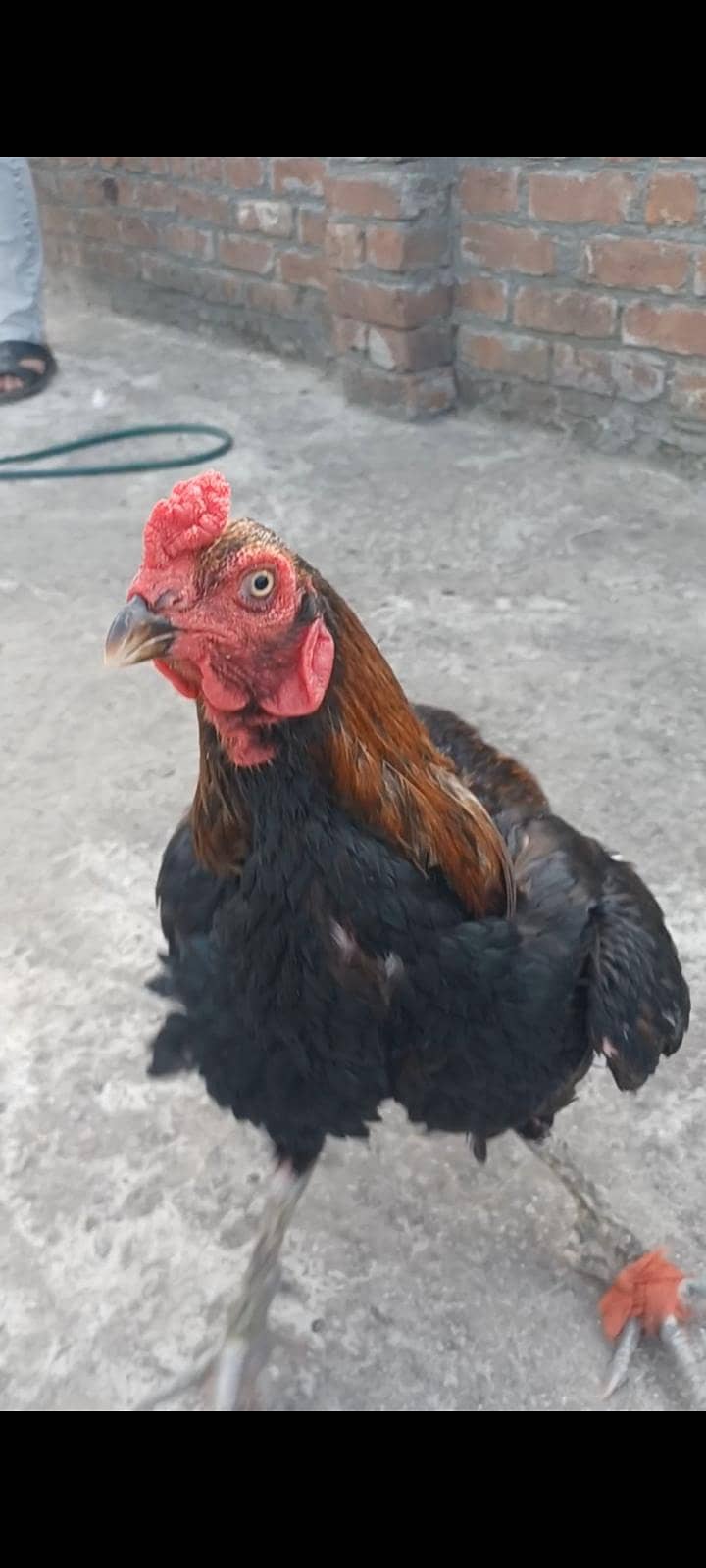 ولایتی مرغا. کنگ شامو بچے۔ گلوا پٹھا 5
