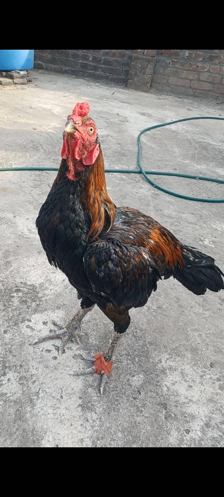 ولایتی مرغا. کنگ شامو بچے۔ گلوا پٹھا 6