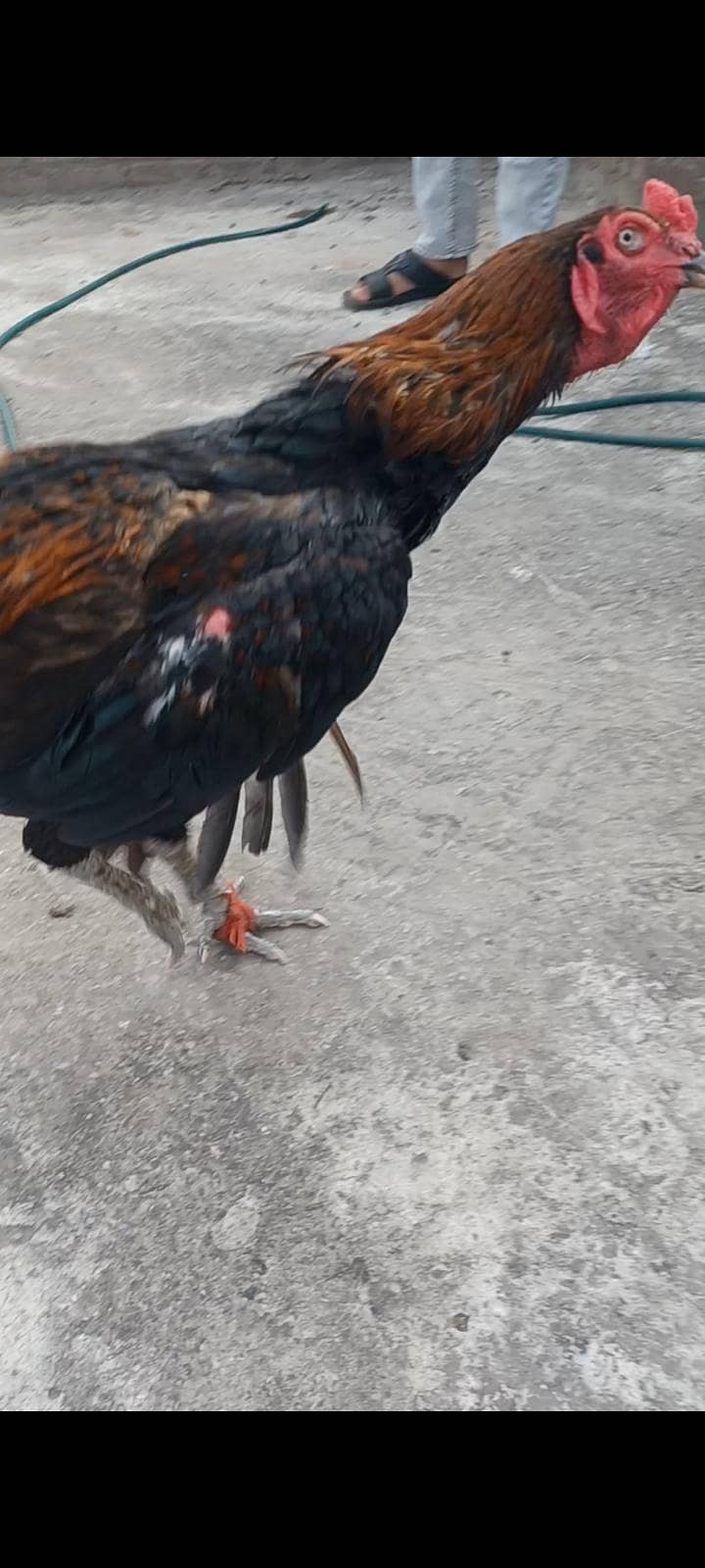 ولایتی مرغا. کنگ شامو بچے۔ گلوا پٹھا 7