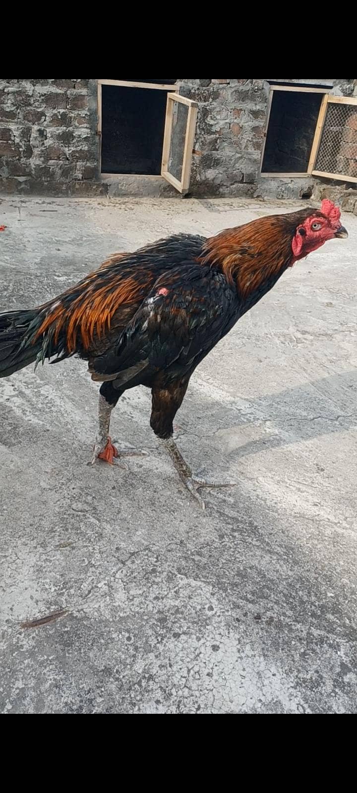 ولایتی مرغا. کنگ شامو بچے۔ گلوا پٹھا 8