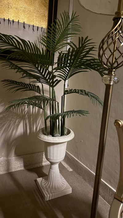Areeka Palm with urn and stones