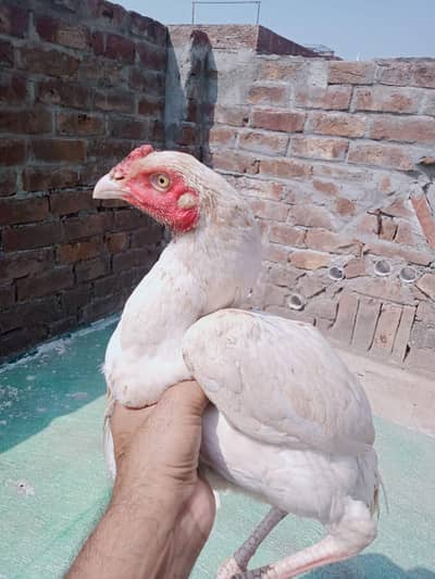 hera aseel pore nok nali White