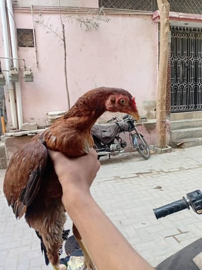 Aseel Mianwali+Mushka breed for sale Quality wali chiz milegi