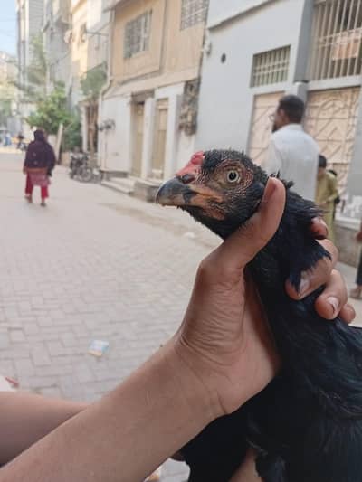 Aseel Mianwali+Mushka breed for sale Quality wali chiz milegi