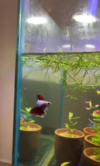 betta fish