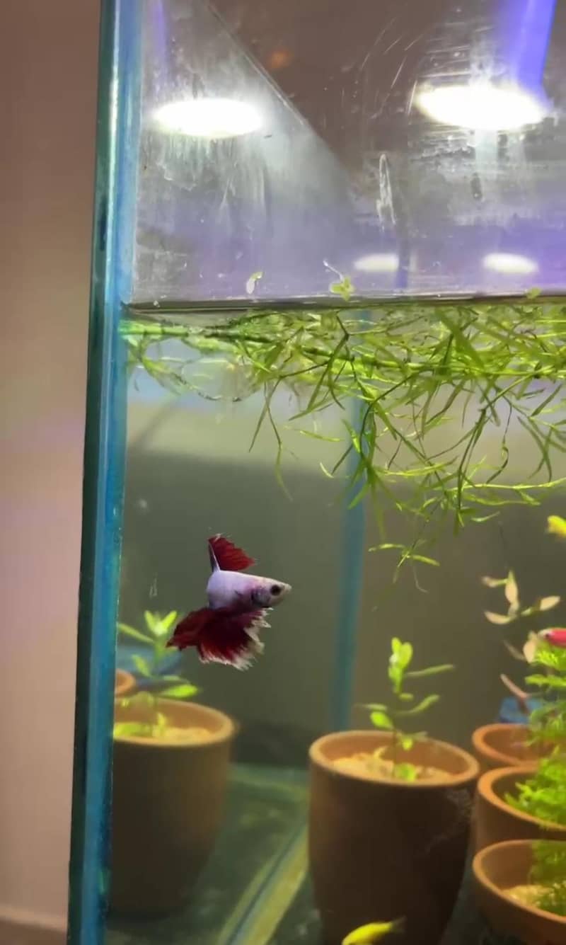 betta fish 0