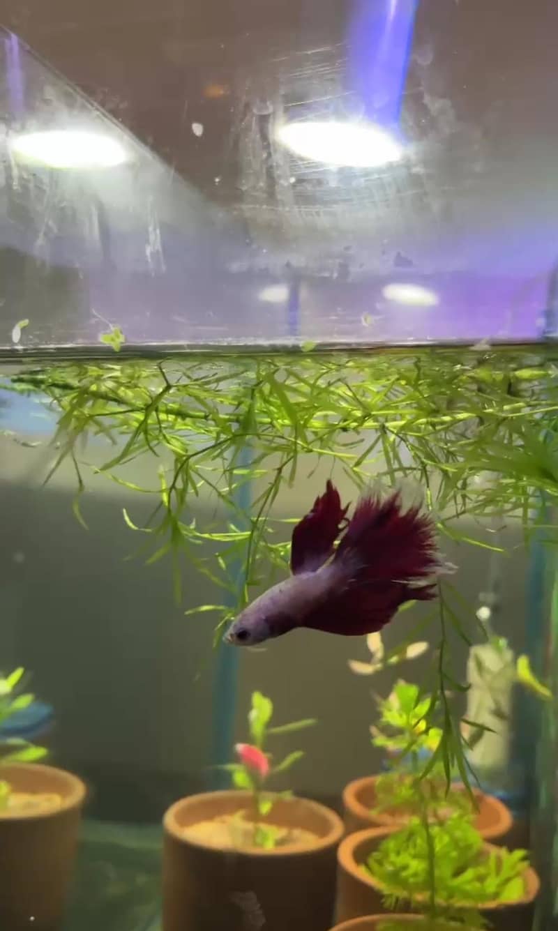 betta fish 1