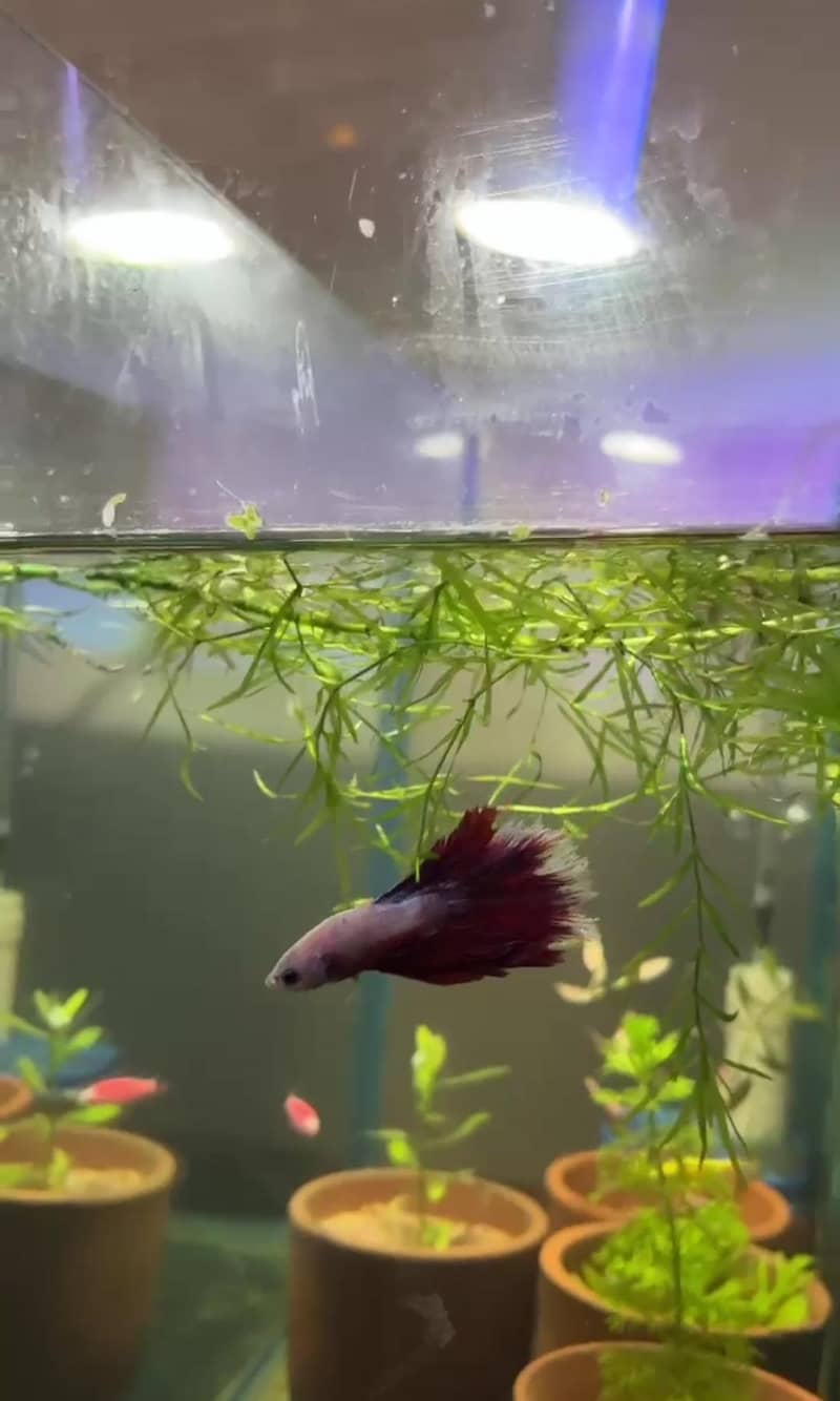 betta fish 2