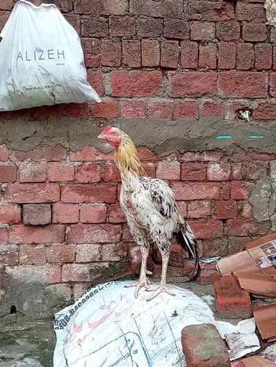 aseel murgha old boold line ka ha ya