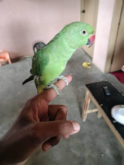 ringneck parrot