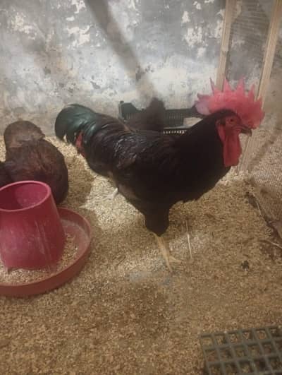 RIR Heritage & Commercial Chicks & Futile Eggs
