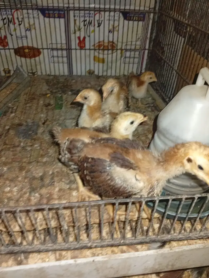 RIR Heritage & Commercial Chicks & Futile Eggs — photo 2