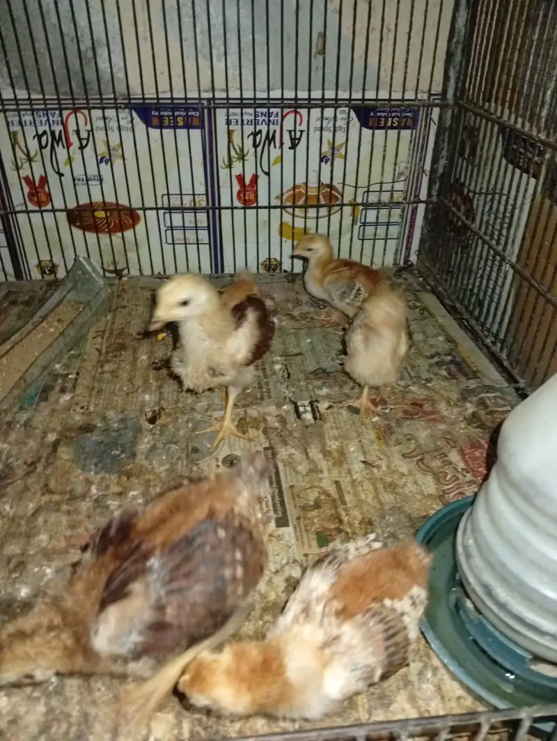 RIR Heritage & Commercial Chicks & Futile Eggs — photo 3